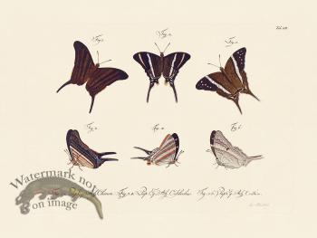 Jablonsky Butterfly 052